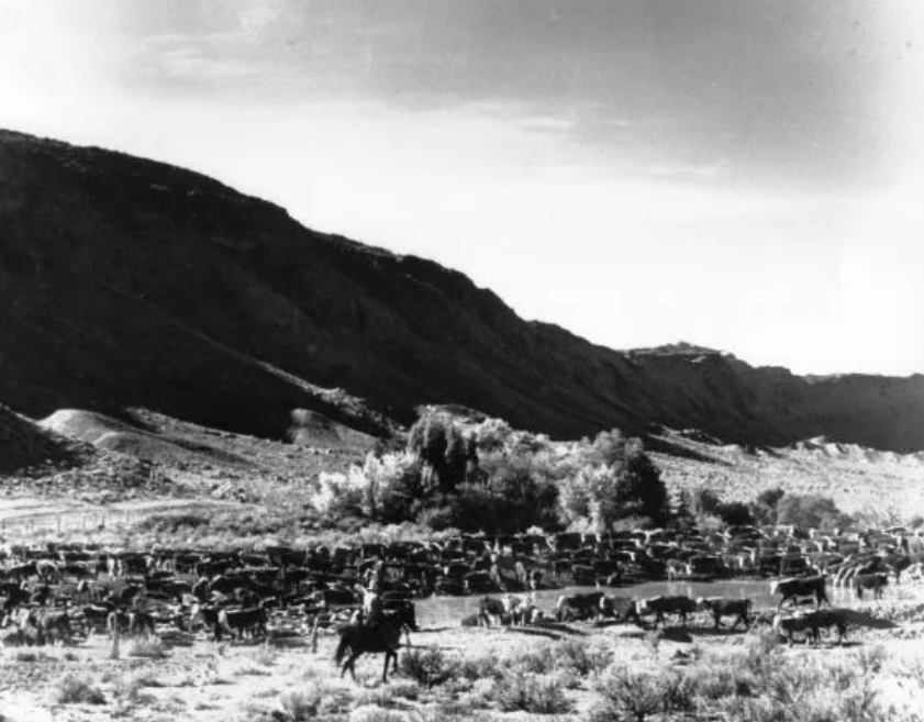 A black and white photo showing cowboys driving cattle.