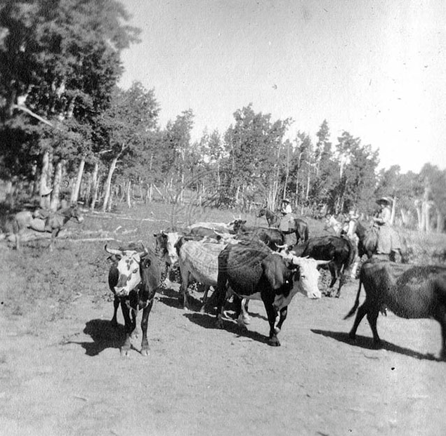 A black and white photo showing cowgirls driving cattle.