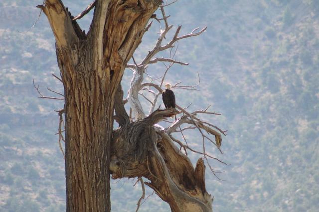 A bald eagle perched in a gnarly tree.