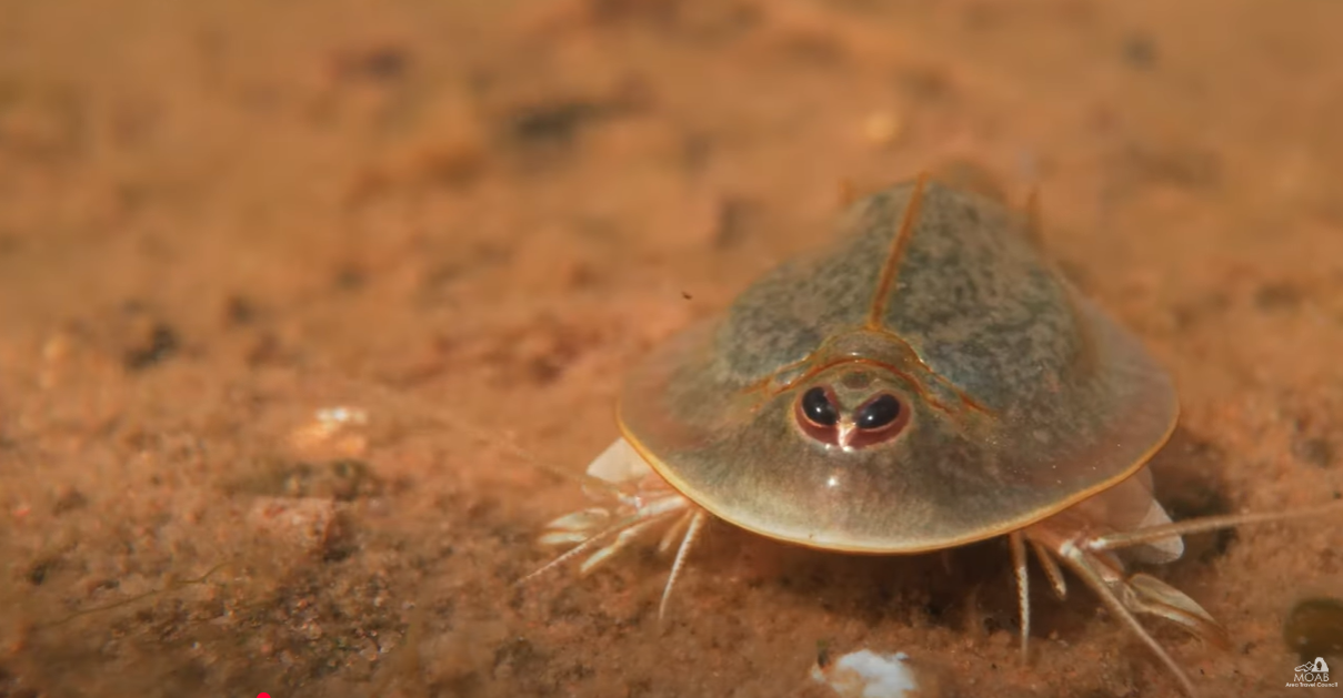 An up-close view of a pothole shrimp: it resembles a horseshoe crab.